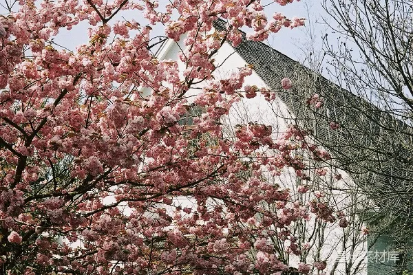 白教堂里绽放着盛开的粉红色樱花