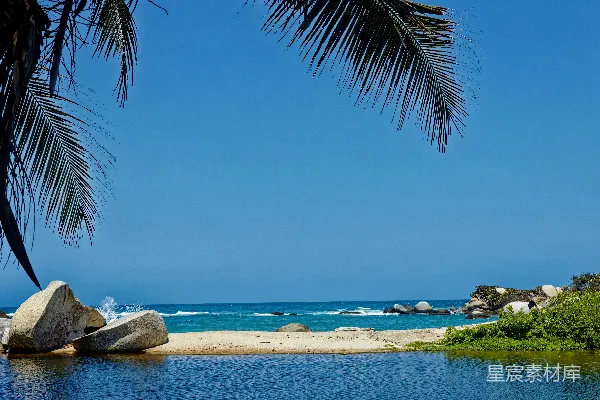 前景为棕榈树的海滩景色