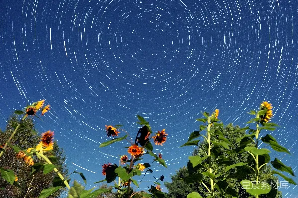 蓝天下的向日葵