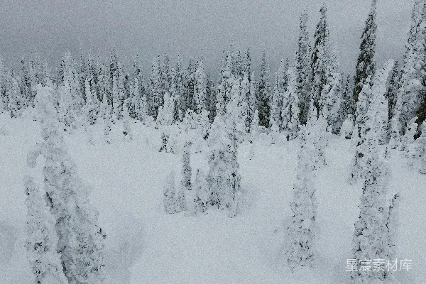 白天树木覆盖着白雪