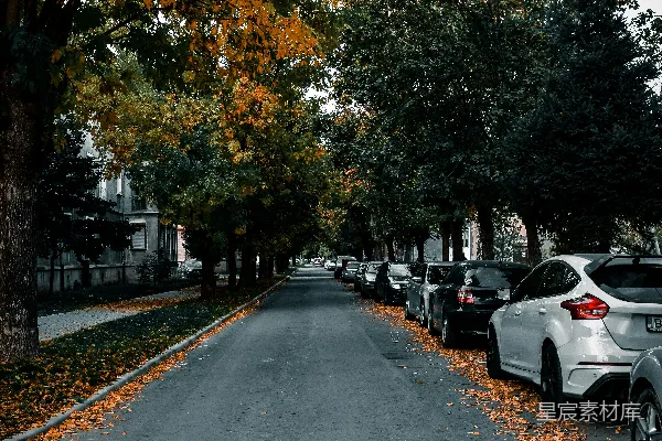 高清摄影 一条两旁种满树木和停放着汽车的街道