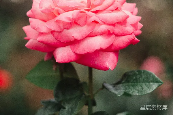 一枝带有绿叶的粉玫瑰