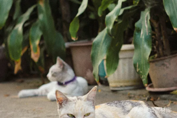 一只猫躺在盆栽植物旁边地上