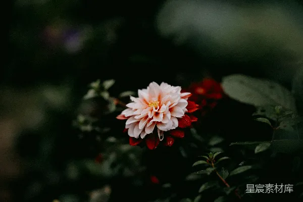一朵粉白相间的花朵坐在灌木之上