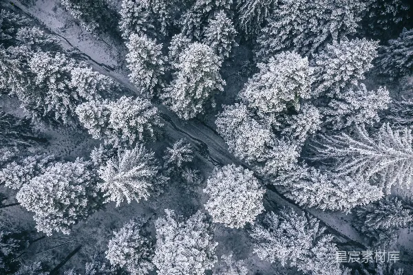 覆盖着白雪的树木的空中俯瞰