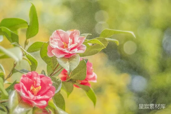 一朵粉红色的花朵特写，伴有绿色叶子。