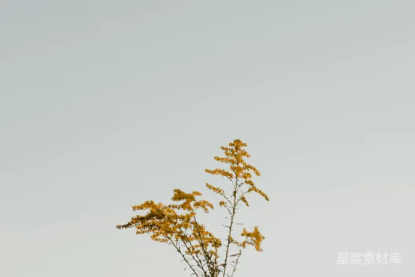 棕色枫树下的白色天空