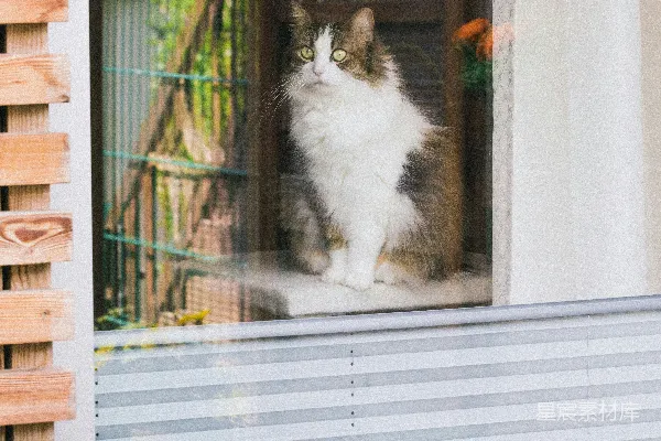 一只猫坐在廊前