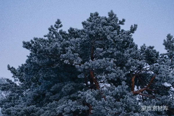 一棵覆盖着白雪的大树旁边有一片森林。