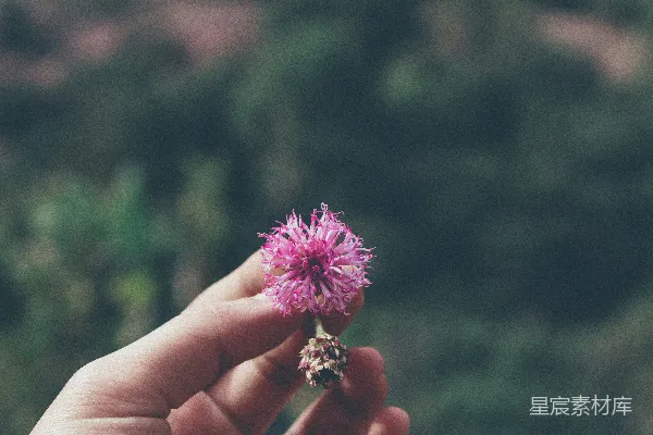 白天手持粉色花朵的人