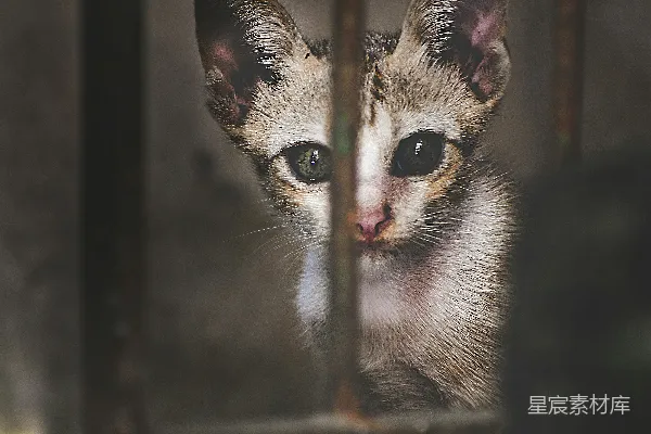 棕色和黑色的猫坐在黑色金属围栏上