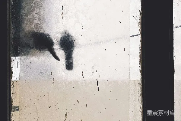 一张黑白照片中猫看着窗外的场景
