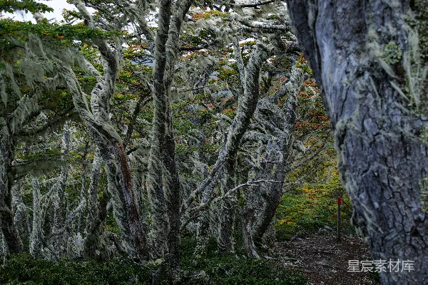 满是树木的森林覆盖着厚厚的苔藓