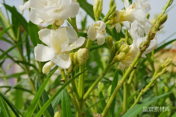 白花瓣的花朵在特写摄影中