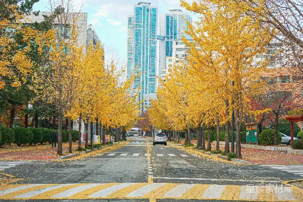 高清摄影 白天，灰色混凝土路边的黄叶树。