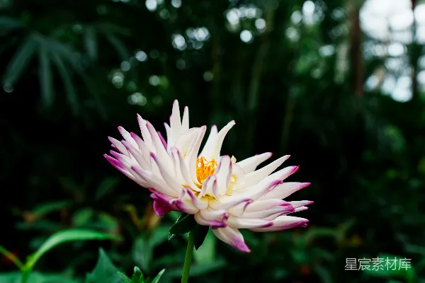 一朵白紫相间的花朵，背景为深绿色。