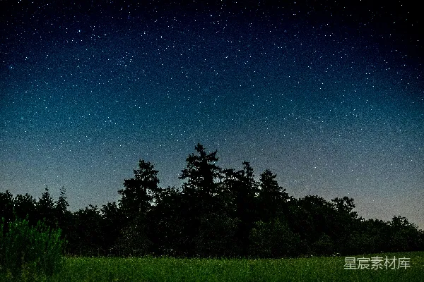 夜间树木的绿叶
