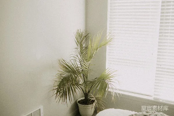 绿色植物放在白色陶瓷花盆中