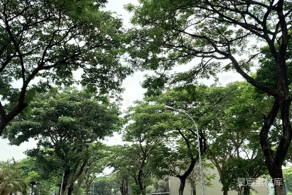 高清摄影 一条两旁种满树木的小路，旁边是一个郁郁葱葱的公园。