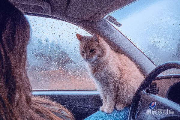 一只猫坐在一辆车里，旁边是它的主人。