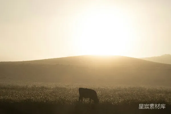 白天棕色马在绿色草地上的场景