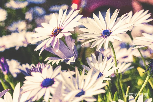 白花瓣的花朵
