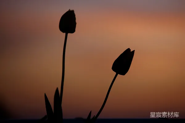 两株 tulip 被日落天空拉成轮廓