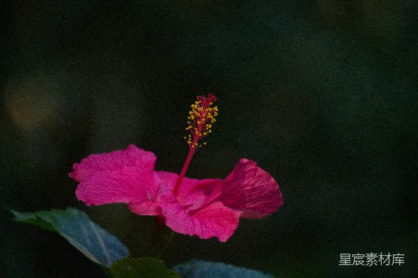 一朵鲜红色的 Hibiscus 花，背景为深色。