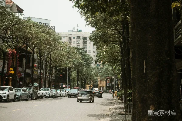 高清摄影 一条街道两旁种满了树，停着几辆汽车。