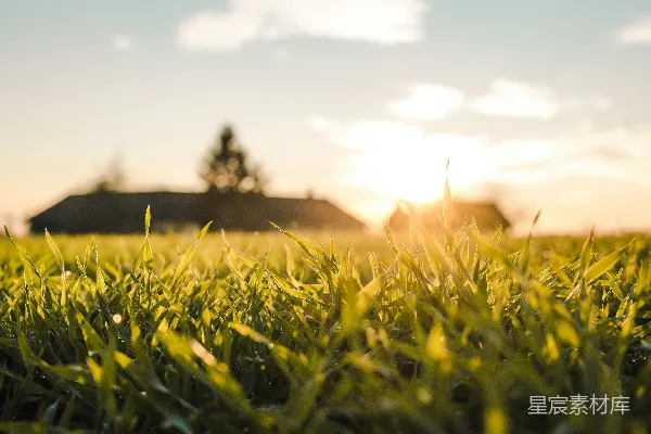 夕阳下的绿草地