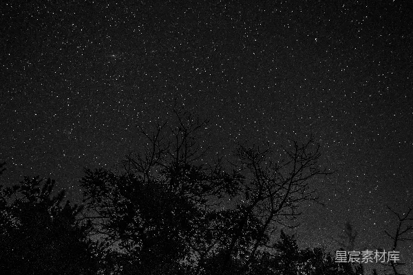 星夜下的树木