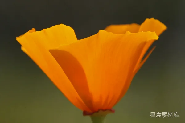 一朵橙色的花，背景模糊。
