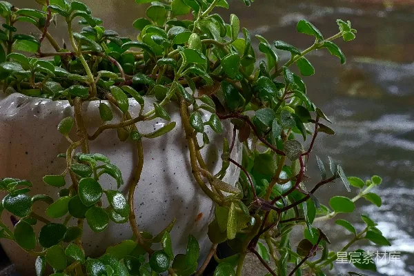 盆栽植物置于一块岩石旁，旁边是一片水域