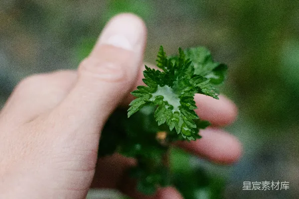 手持绿色植物的焦点摄影中的那个人