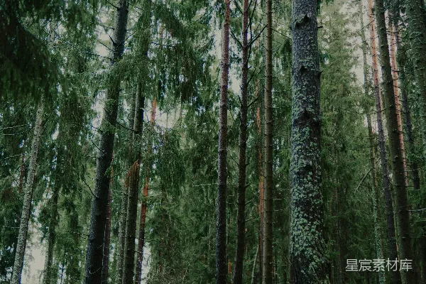 高大挺拔的松树矗立在一片浓密而迷雾笼罩的森林中