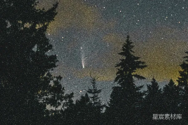 星夜下的树影轮廓