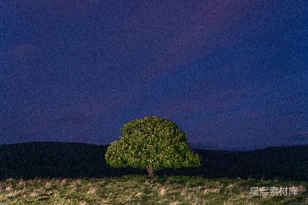 绿树下绿草地上夜空中蓝天下
