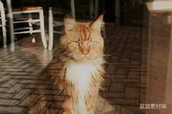 一只猫坐在桌子上面。
