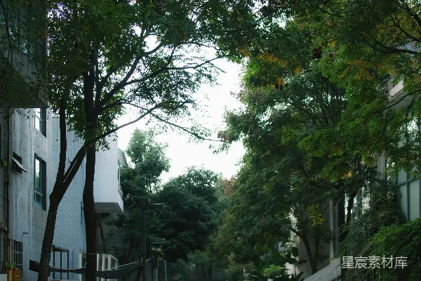 高清摄影 街道两旁排列着树木、建筑物和停着的汽车。