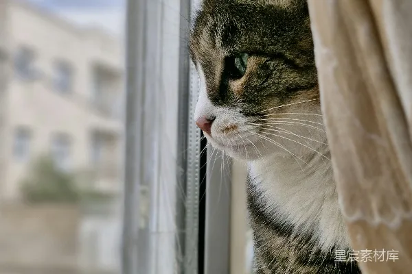 波斯猫从窗帘后面望窗外。