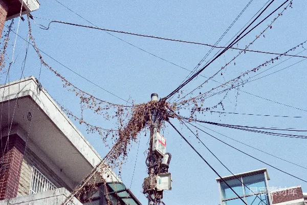 电线缠绕着藤蔓。