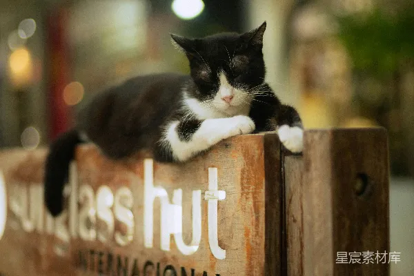 一只黑白相间的猫趴在一块木制的牌子上。