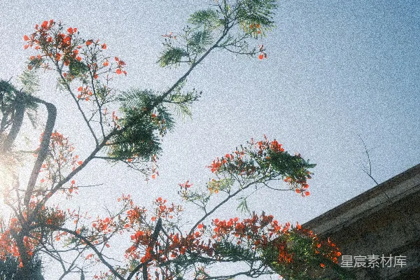 阳光下的红花树干与蓝天形成对比。