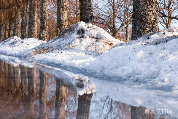 白天时棕树被雪填满了
