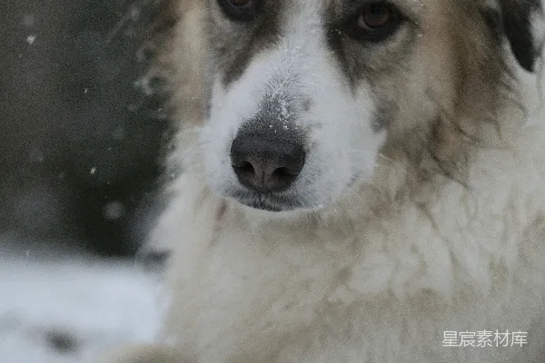 一只棕色和白色的小狗躺在雪地里。