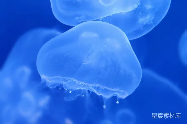 高清摄影 白天水中的蓝水母