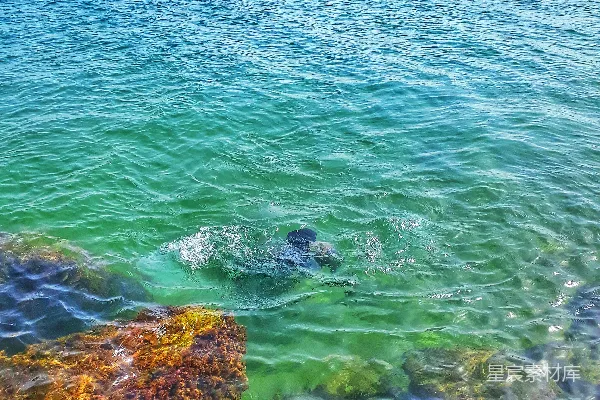 白天的绿色海洋