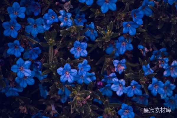 高清摄影 一簇蓝色的花，带有绿色的叶子。