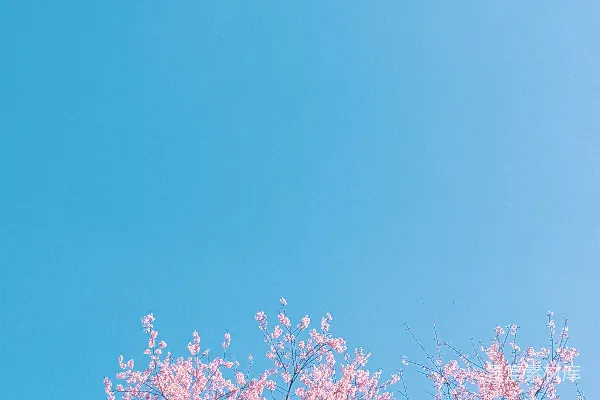 高清摄影 白天的蓝天下的粉红色樱花树