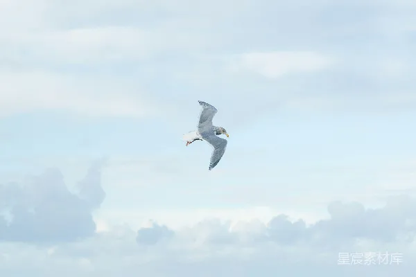 高清摄影 白天海面上飞翔的白鸟